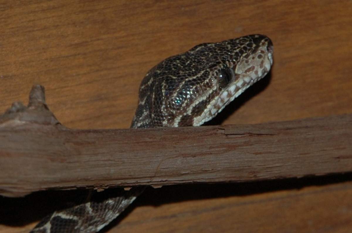 Female ATB
