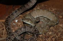 Male ATB