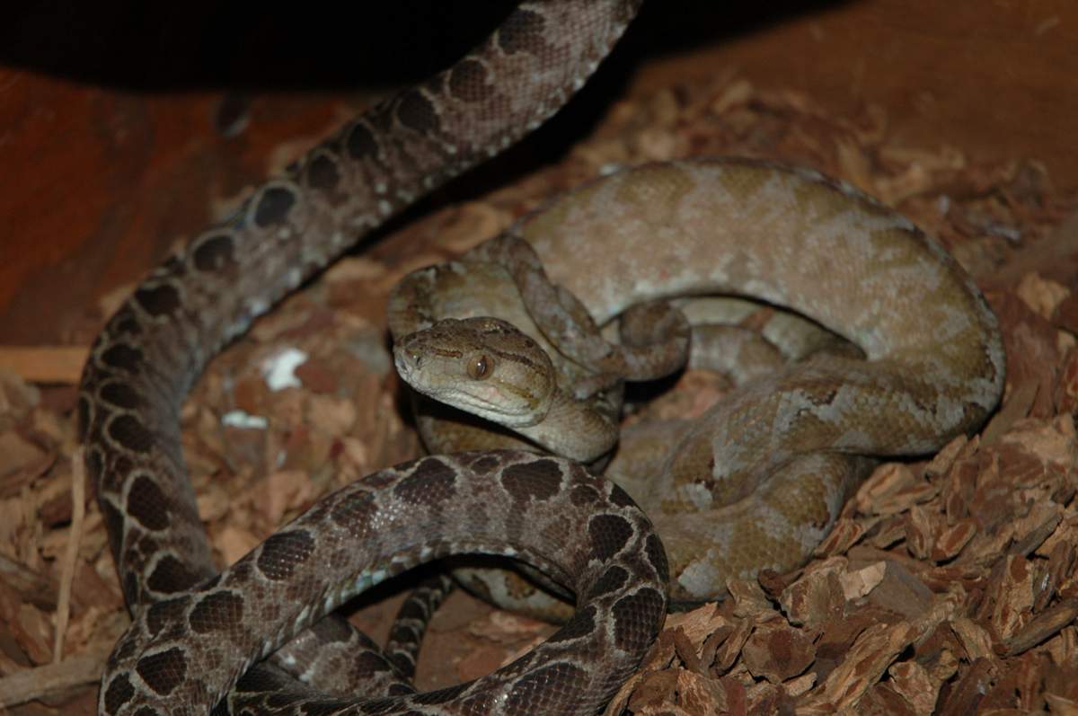 Male ATB