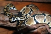 Yearling male ball python