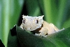 crested gecko