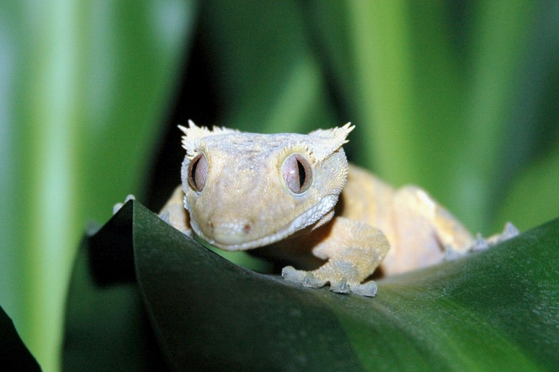 crested gecko