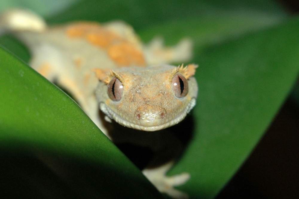 male crestie