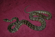 Adult Male Iran Jaya after shed