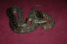 Second Pic of Iran Jaya after shed