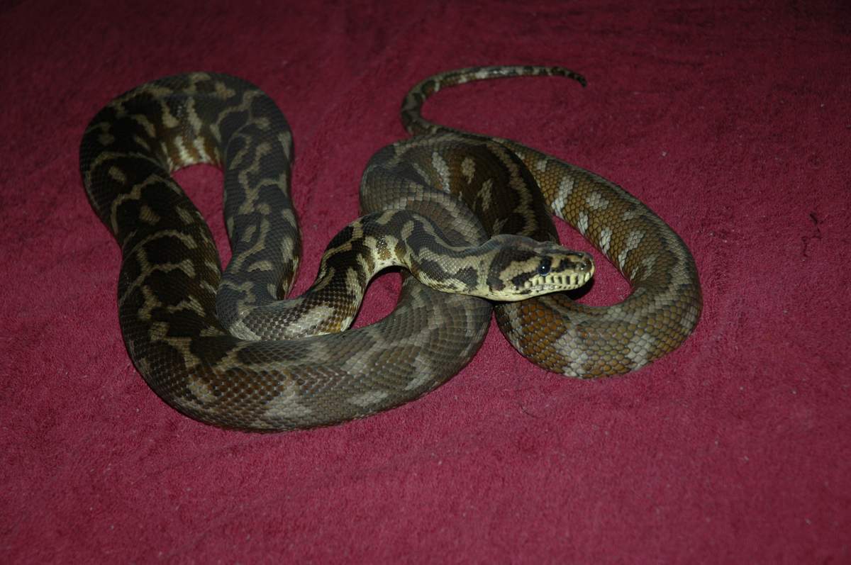 Second Pic of Iran Jaya after shed