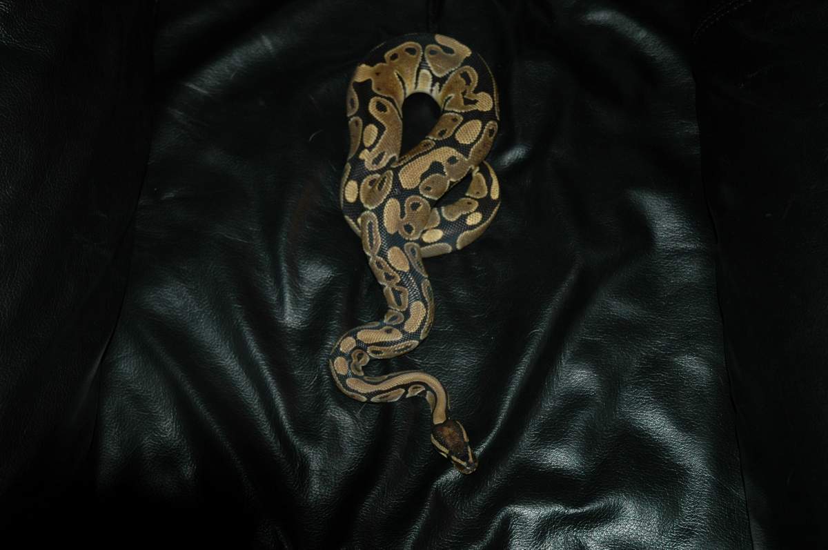 Yearling male ball python