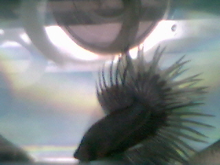 crowntail betta