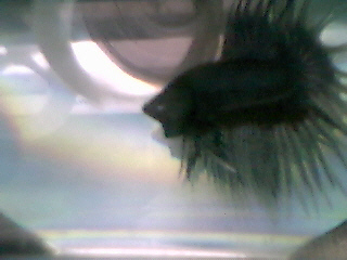 crowntail betta