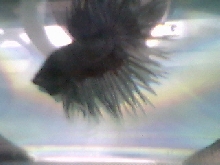 crowntail betta