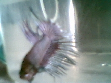 crowntail betta