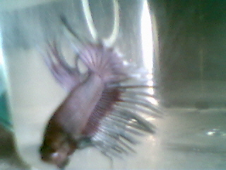 crowntail betta