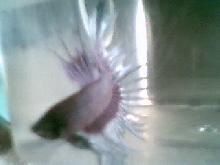 crowntail betta