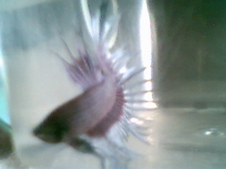 crowntail betta