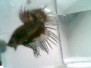 crowntail betta