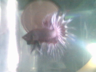 crowntail betta