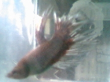 crowntail betta