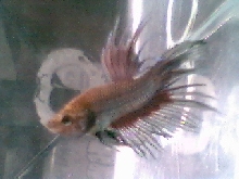 crowntail betta