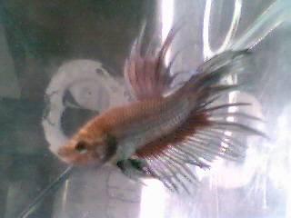 crowntail betta