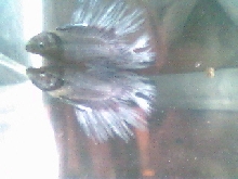 crowntail betta