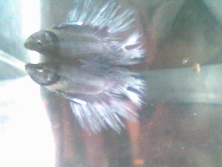 crowntail betta