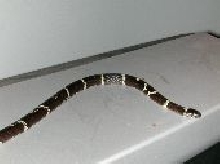 CALIFORNIA KINGSNAKE