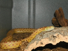 ADULT ALBINO SONORAN MALE #1