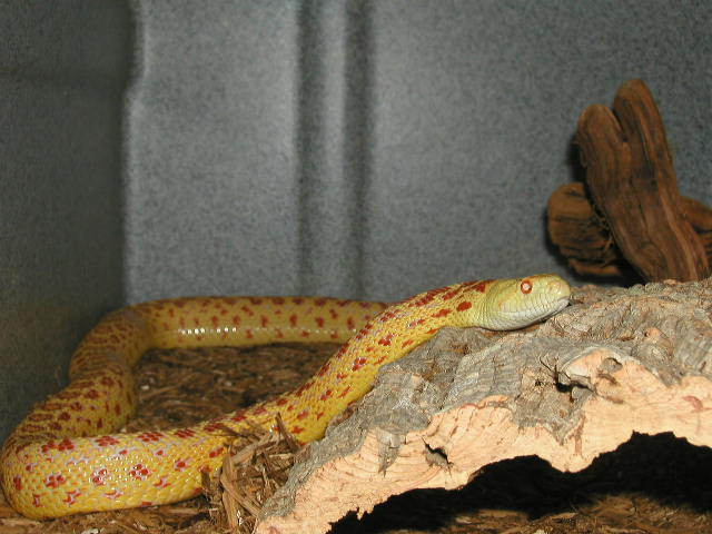ADULT ALBINO SONORAN MALE #1