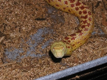 MALE ALBINO SONORAN BREEDER #1