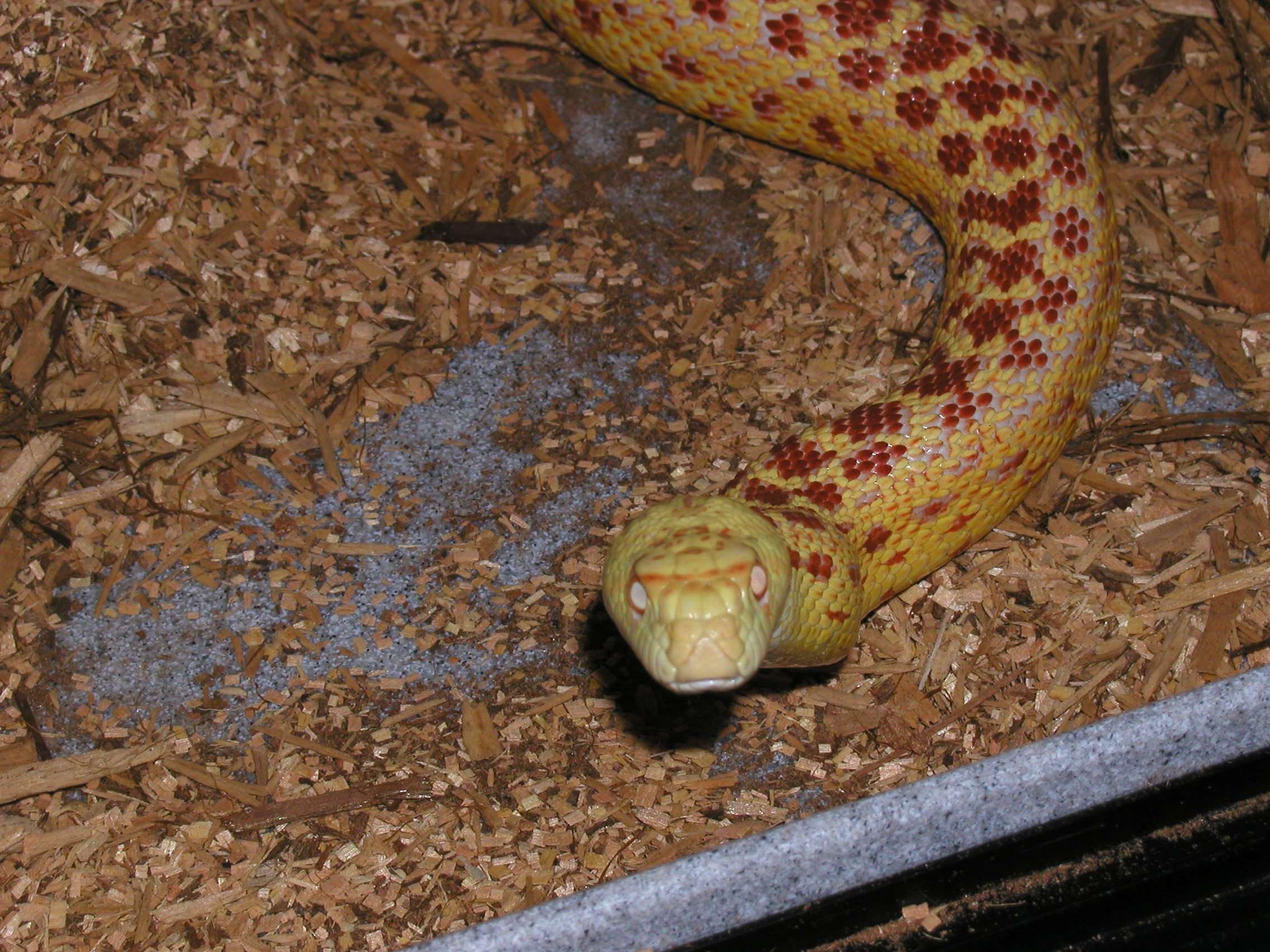 MALE ALBINO SONORAN BREEDER #1