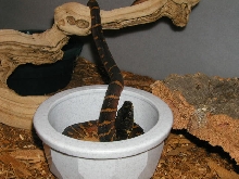 BABY BOELENS AFTER EATING 3 LIVE PINKS