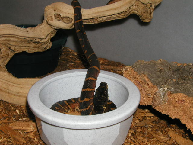 BABY BOELENS AFTER EATING 3 LIVE PINKS