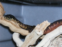 BABY BOELENS IN CAGE