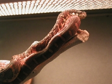 BOELENS PYTHON