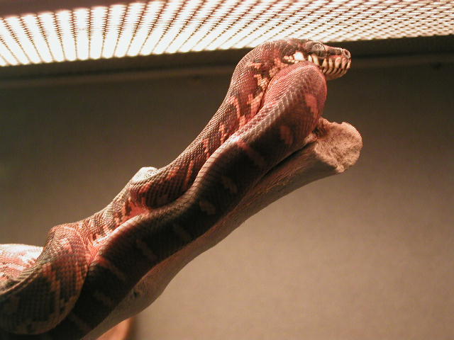 BOELENS PYTHON