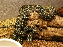 NEW ADDITION FEMALE 4