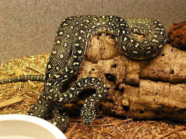 NEW ADDITION FEMALE 4