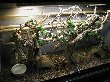 PAIR #2 DIAMOND PYTHONS
