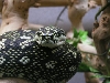 ADULT MALE DIAMOND#2