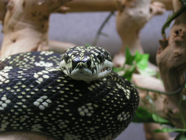 ADULT MALE DIAMOND#2