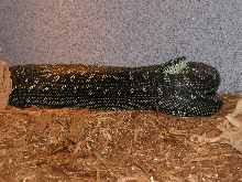 ADULT MALE DIAMOND #3