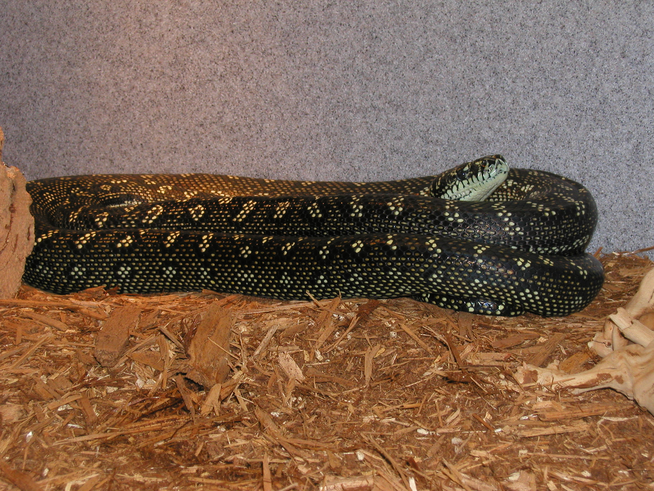 ADULT MALE DIAMOND #3