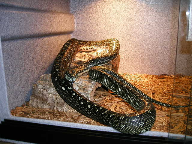 NEW ADDITION ADULT MALE DIAMOND 3 B W PHASE