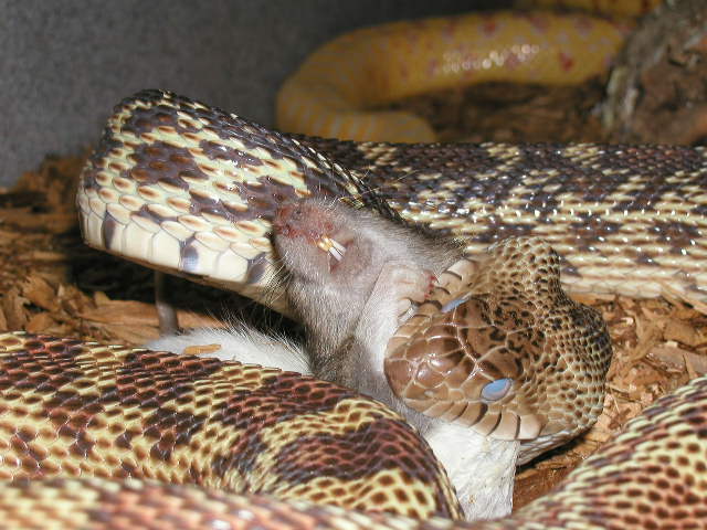 FEMALE2 EATING