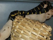 FEMALE MANGROVE