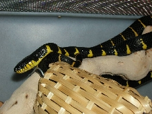 FEMALE MANGROVE2