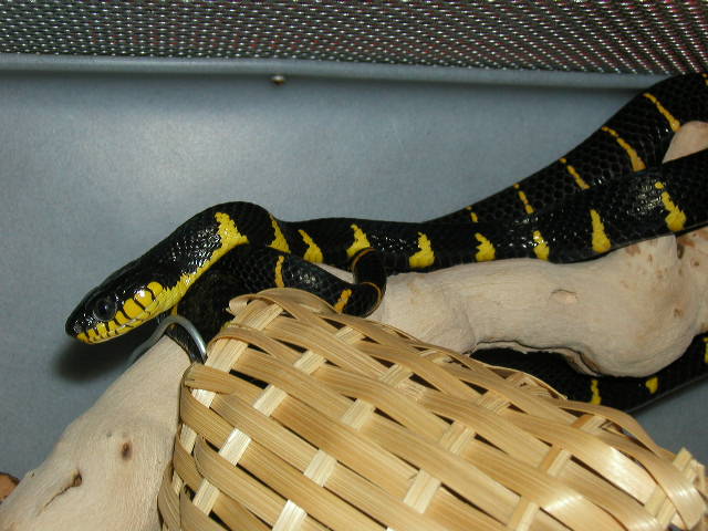 FEMALE MANGROVE2