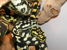 PAIR 2YR OLD JUNGLES