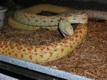 M ALBINO'S COMBAT