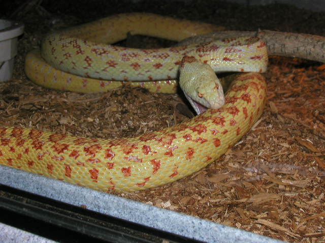 M ALBINO'S COMBAT